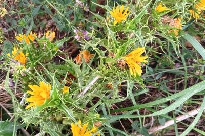 <i>Scolymus hispanicus</i>
