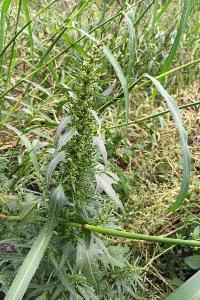 <i>Oxybasis rubra</i>