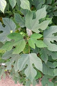 <i>Broussonetia papyrifera</i>