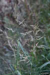 <i>Sorghum halepense</i>