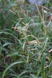 <i>Sorghum halepense</i>