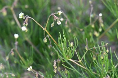 <i>Spergula arvensis</i>