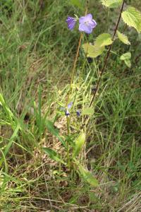 <i>Campanula persicifolia</i>