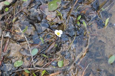 <i>Luronium natans</i>