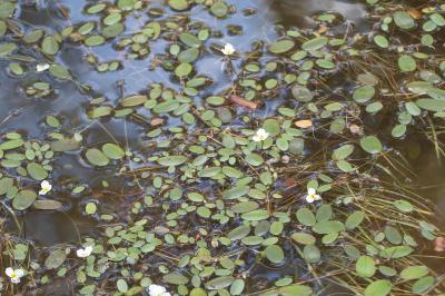 <i>Luronium natans</i>