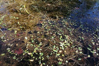 <i>Luronium natans</i>