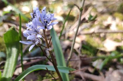 <i>Scilla bifolia</i>