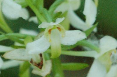 <i>Platanthera chlorantha</i>