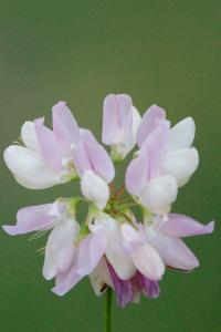 <i>Coronilla varia</i>