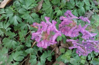 <i>Corydalis solida</i>