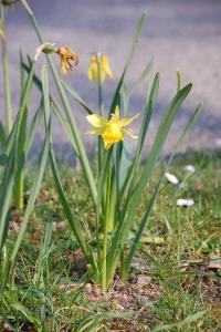 <i>Narcissus</i>