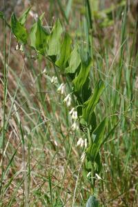 <i>Polygonatum multiflorum</i>