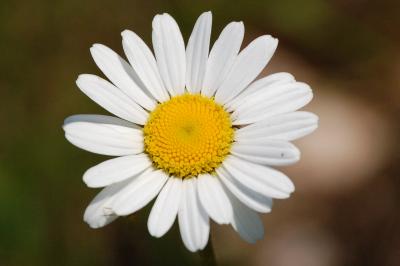 <i>Leucanthemum vulgare</i>