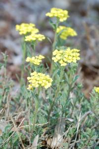 <i>Alyssum montanum</i>