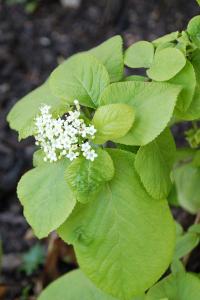 <i>Viburnum lantana</i>