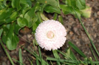<i>Bellis perennis</i>