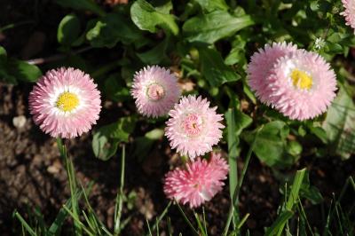 <i>Bellis perennis</i>