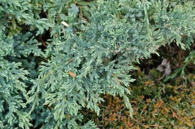 <i>Juniperus horizontalis</i>