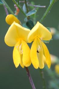 <i>Cytisophyllum</i>