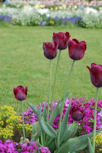 <i>Tulipa</i>