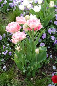 <i>Tulipa</i>