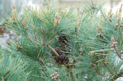 <i>Pinus densiflora</i>