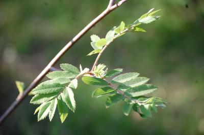 <i>Sorbus aucuparia</i>