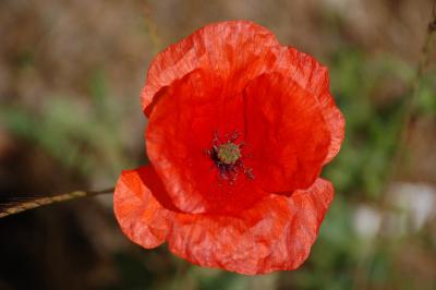 <i>Papaver</i>