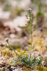<i>Teesdalia nudicaulis</i>