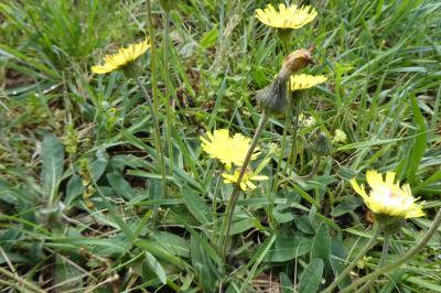 <i>Pilosella officinarum</i>