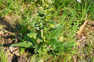 <i>Verbascum virgatum</i>