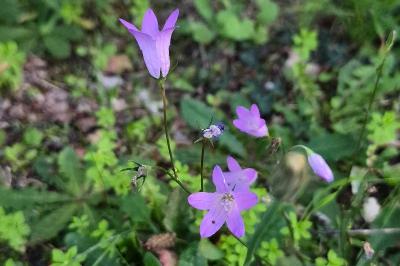 <i>Campanula patula</i>