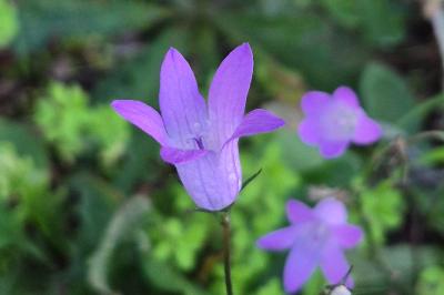 <i>Campanula patula</i>