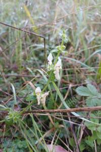 <i>Stachys recta</i>