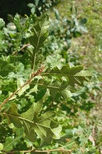 <i>Quercus cerris</i>