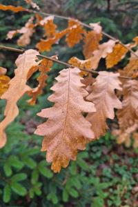 <i>Quercus robur</i>