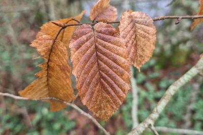 <i>Carpinus betulus</i>