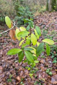 <i>Ligustrum vulgare</i>