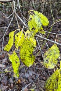 <i>Rhamnus cathartica</i>