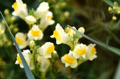 <i>Linaria vulgaris</i>