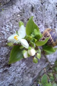 <i>Tradescantia</i>