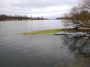 <i>Hydrocotyle ranunculoides</i>