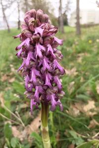 <i>Himantoglossum robertianum</i>