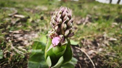 <i>Himantoglossum robertianum</i>