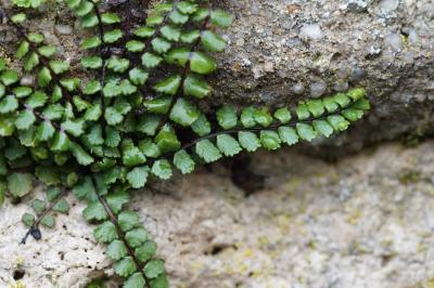<i>Asplenium trichomanes subsp. pachyrachis</i>