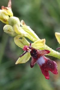 <i>Ophrys insectifera</i>