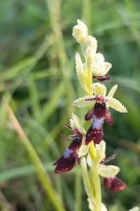 <i>Ophrys insectifera</i>
