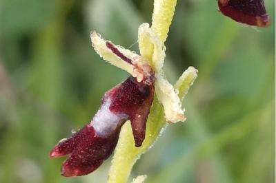 <i>Ophrys insectifera</i>