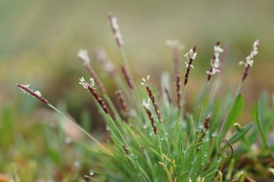 <i>Mibora minima</i>