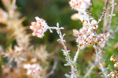 <i>Erica tetralix</i>